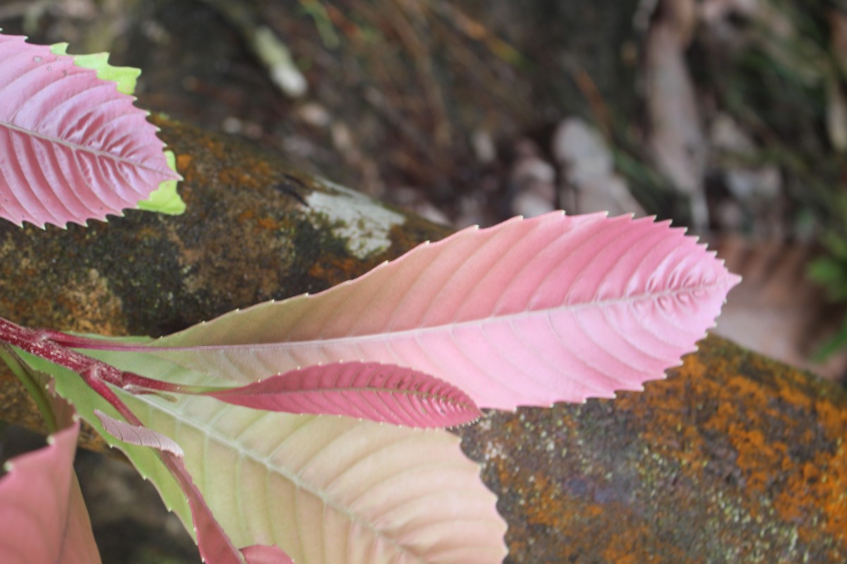 Dillenia retusa Thunb.